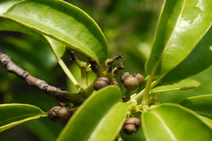 Excoecaria agallocha